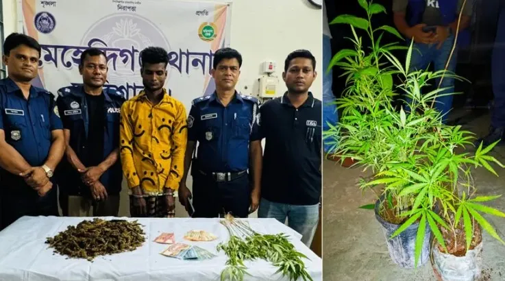 বরিশালে ১৩টি গাছসহ মাদক কারবারি আটক